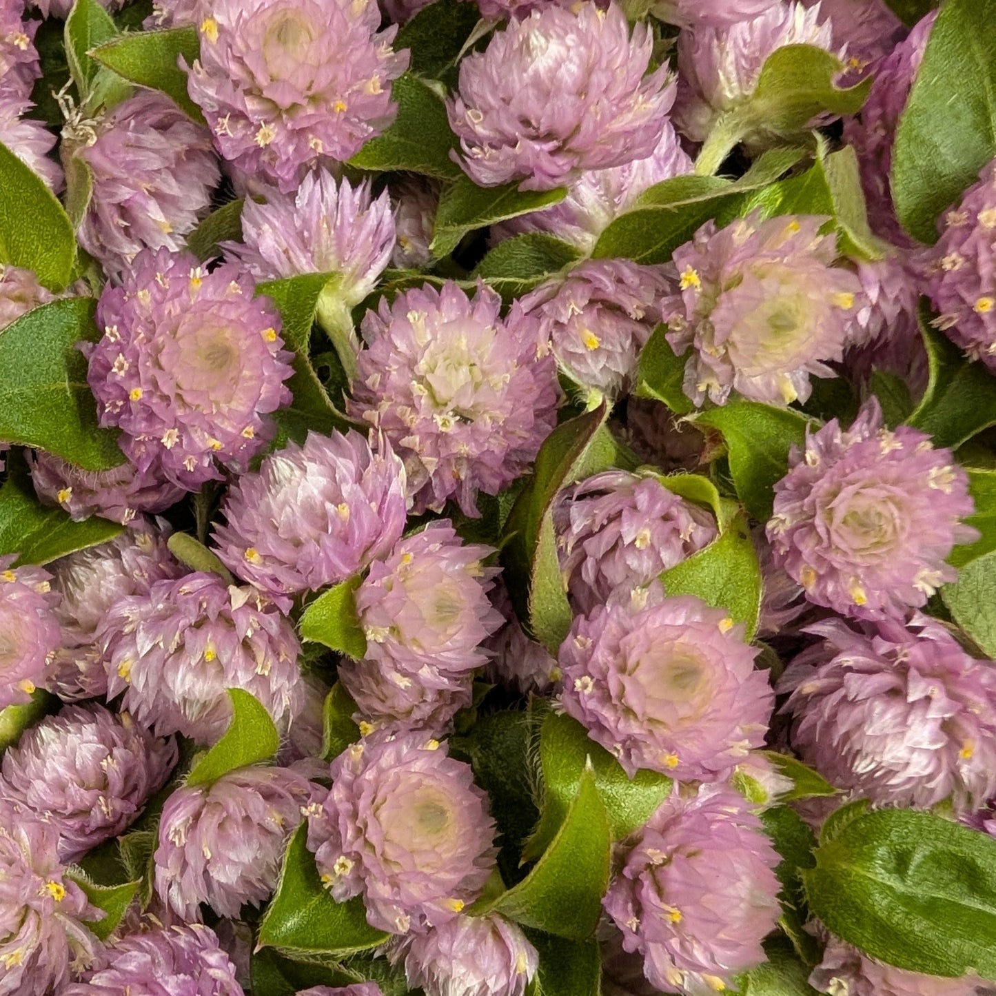 Fresh Edible Flowers - Gomphrena, Lavender