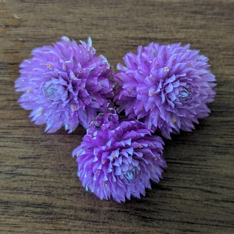 Fresh Edible Flowers - Gomphrena