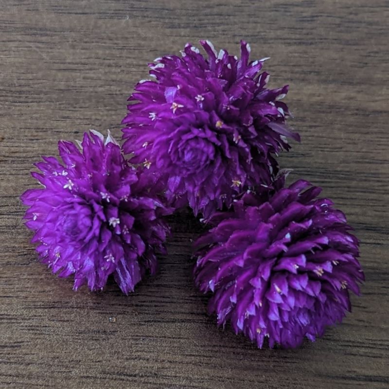 Fresh Edible Flowers - Gomphrena