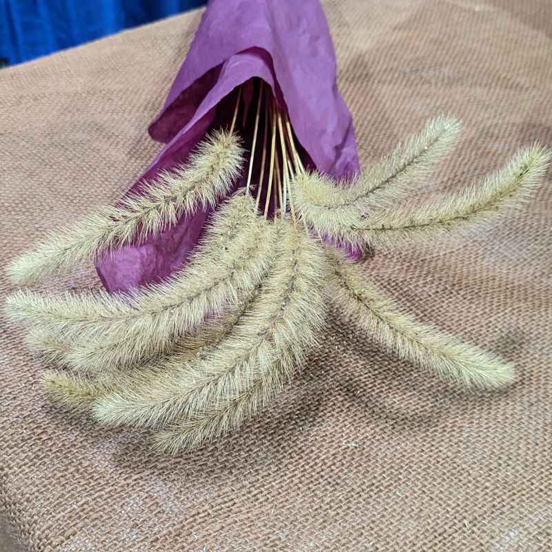 Dried Setaria (Foxtail Millet)