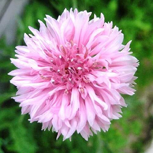 Fresh Edible Flowers - Pink Bachelor Buttons