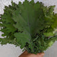 CVO Potted Plants - Kale - Russian