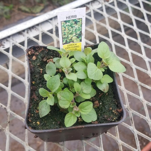 CVO Potted Plants - Greek Oregano - Cherry Valley Organics