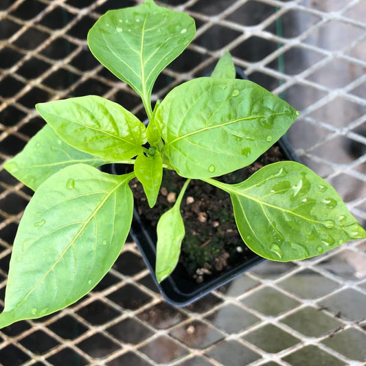 CVO Potted Plants - Ancho Poblano Peppers - Cherry Valley Organics