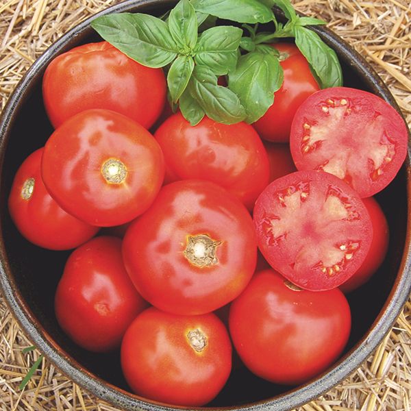CVO Potted Plants - Heirloom Tomato - Rutgers (Red Slicing) - Cherry Valley Organics
