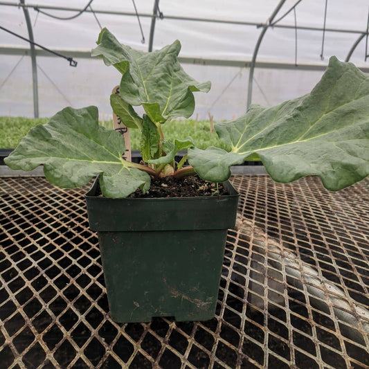 CVO Potted Plants - Rhubarb, Glaskins Perpetual - Cherry Valley Organics