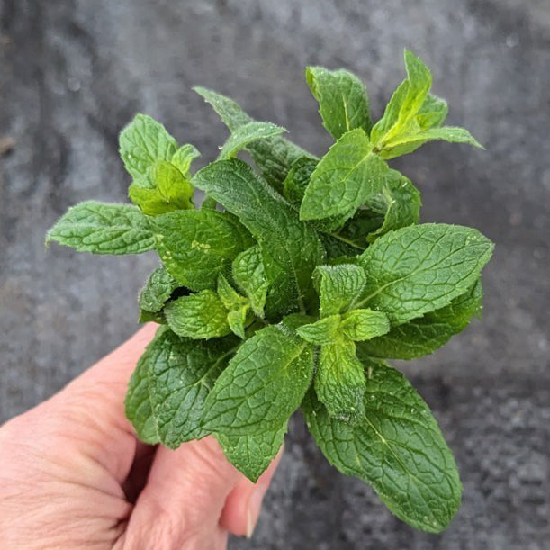 Spearmint - Cherry Valley Organics