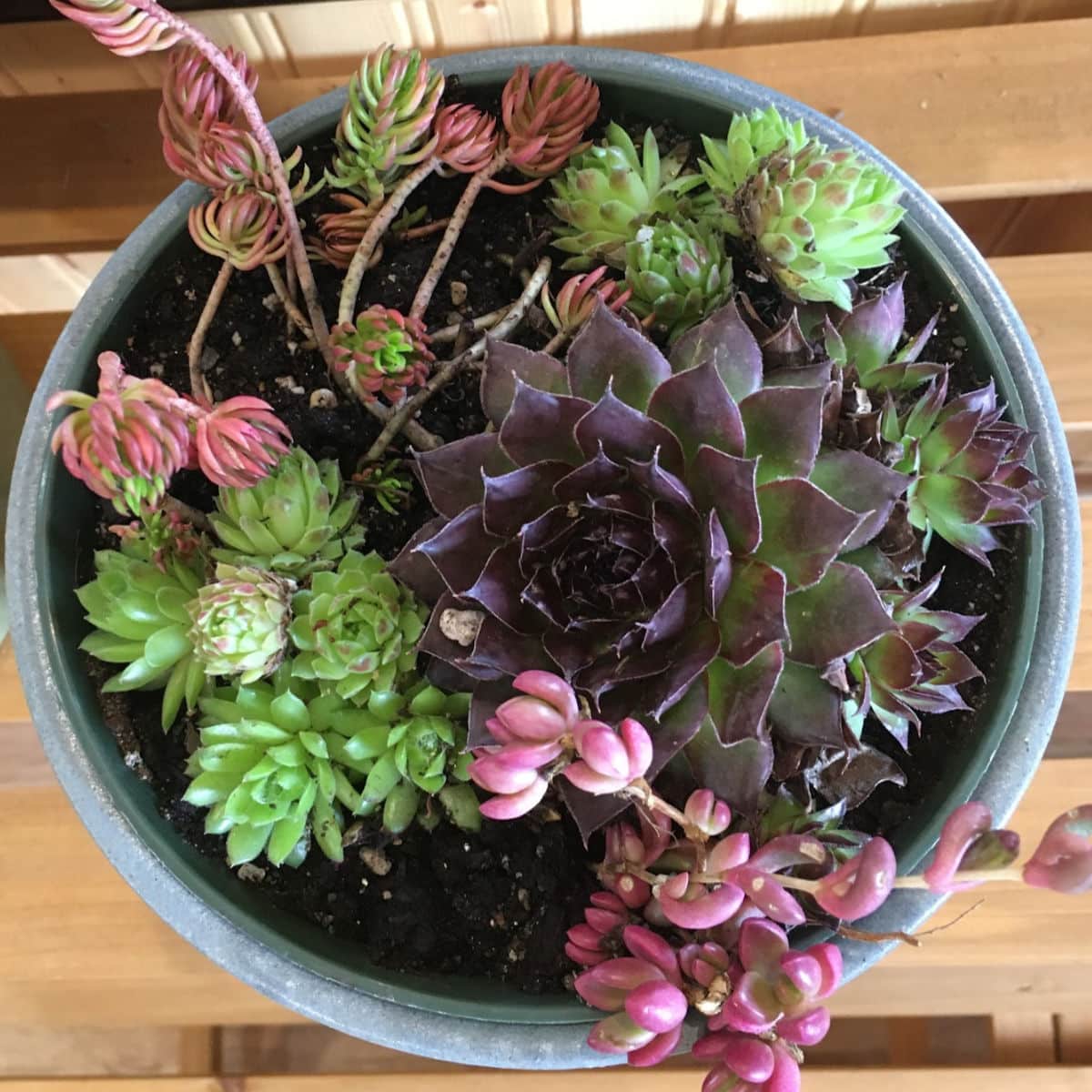 SERRV International Landscape Series Planter with Hens & Chicks Succulents - Cherry Valley Organics