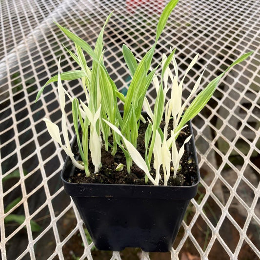 CVO Potted Plants - Cat Grass, Variegated - Cherry Valley Organics