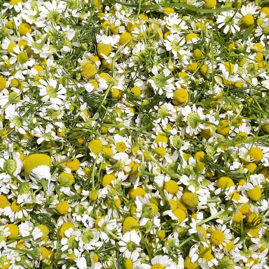 Fresh Chamomile Flowers - Cherry Valley Organics