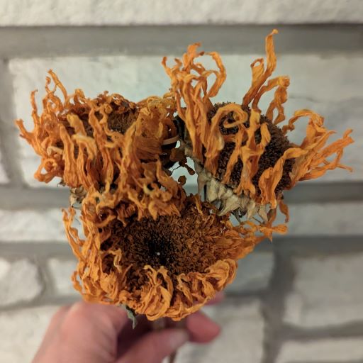 Dried Helianthus (Double Orange Sunflowers) - Cherry Valley Organics
