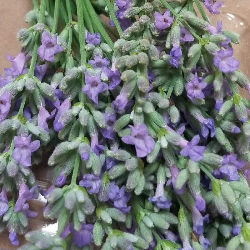 Fresh Lavender Flowers - Cherry Valley Organics