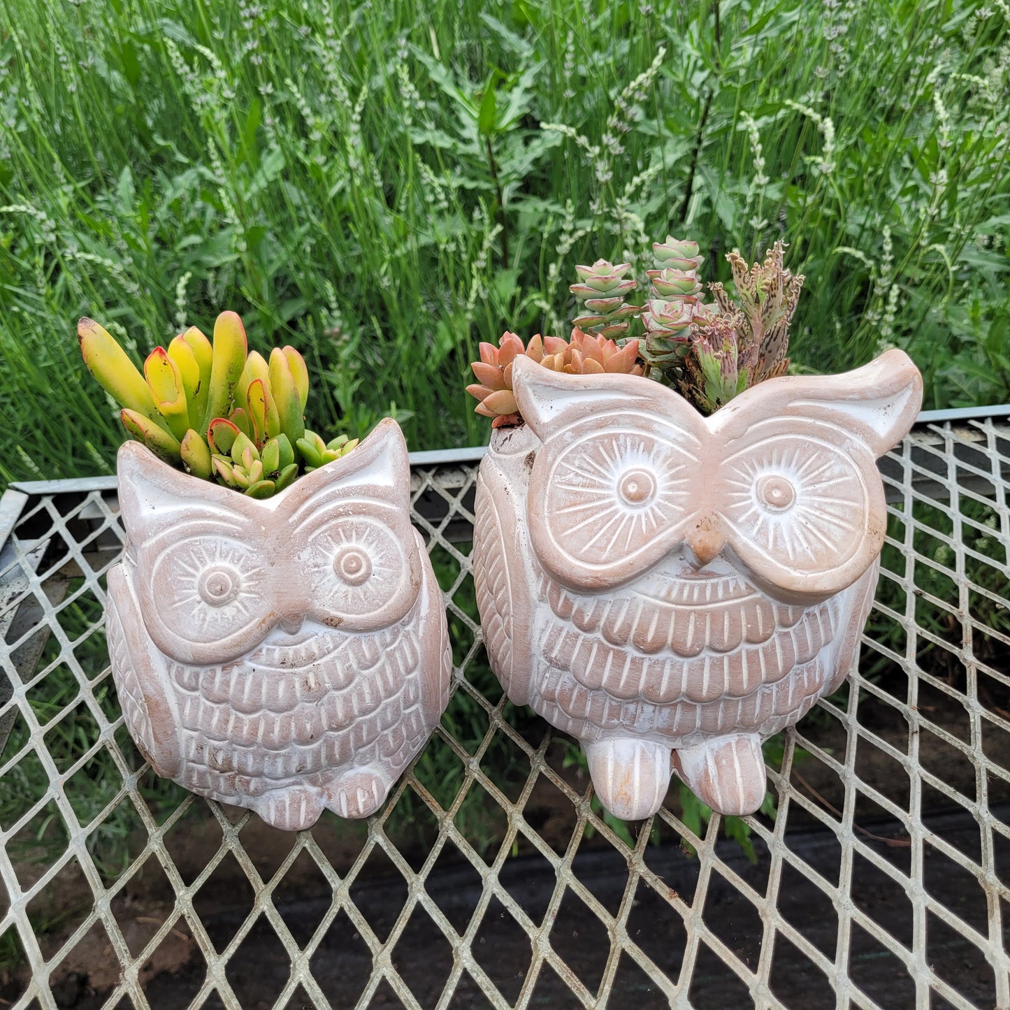 SERRV International Owl Planters with Succulents - Cherry Valley Organics