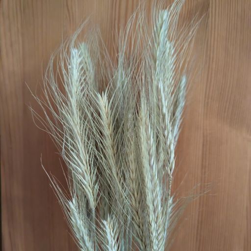 Dried Secale (Rye) - Cherry Valley Organics