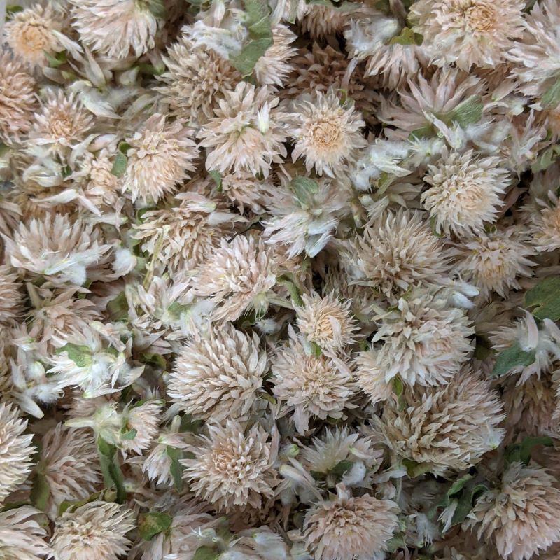 Dried Edible Flowers - Gomphrena, White – Cherry Valley Organics