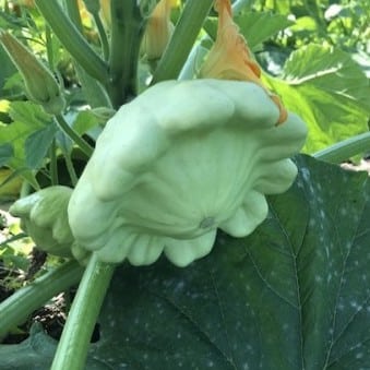 What is patty pan squash? How to grow and cook this vegetable