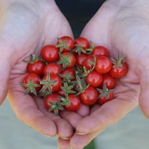 How We Grow and Harvest Cherry Tomatoes