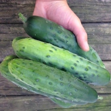 Cucumber Farming: How We Grow This Prized Crop