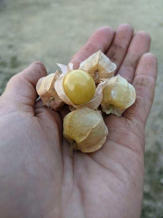What are Ground Cherries? A Delicious Fruit to Tempt Your Taste Buds