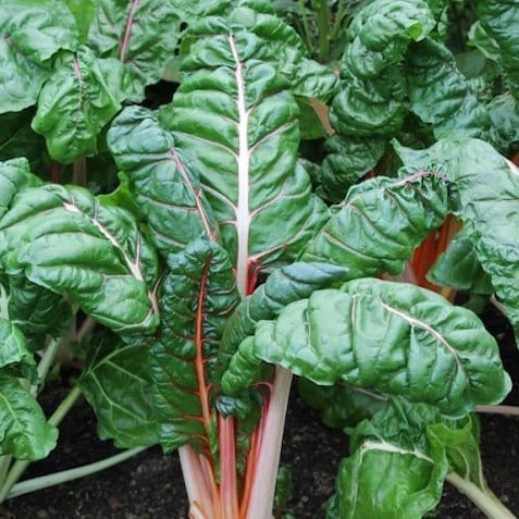 What is Swiss chard? Growing, harvesting, and cooking this delicious green