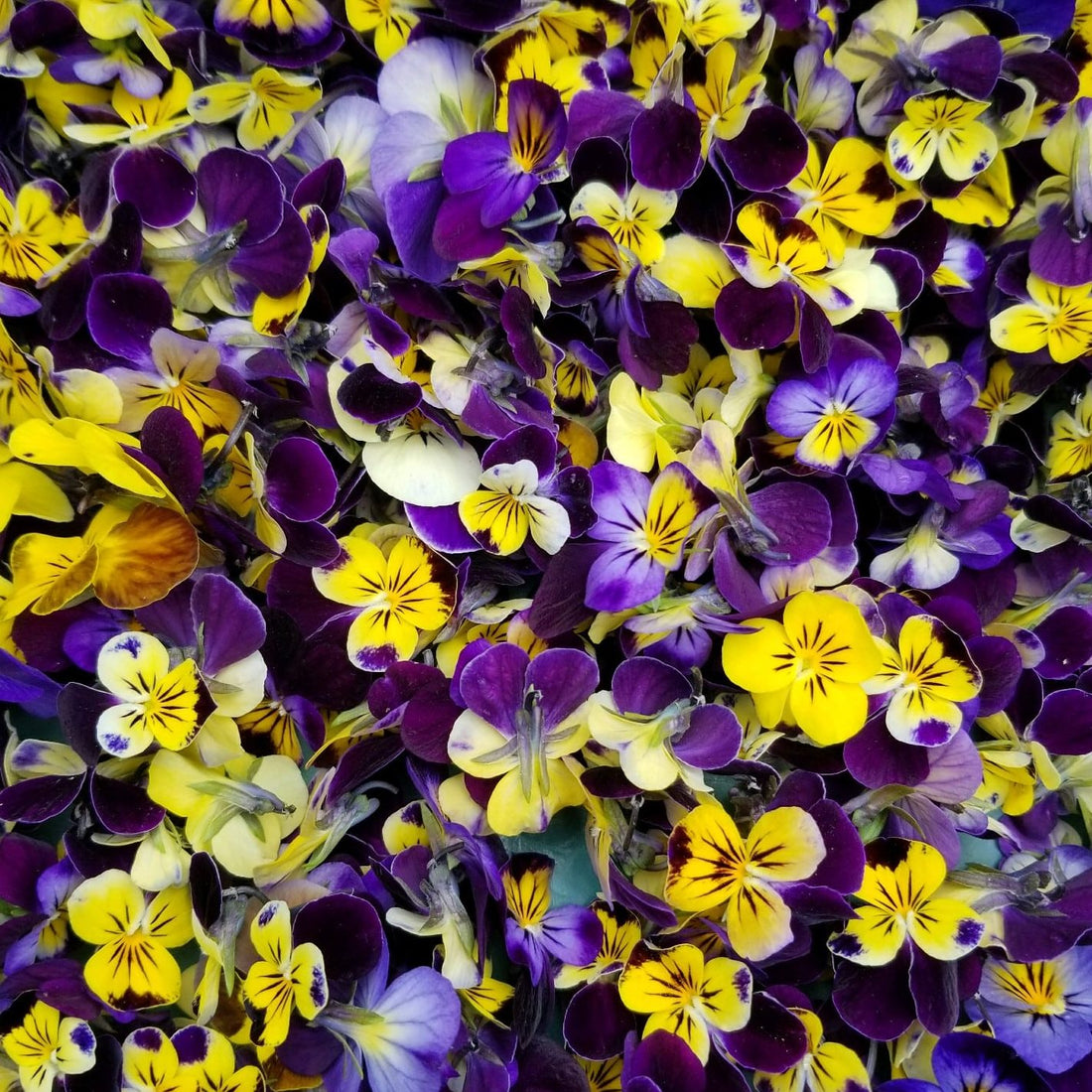 Edible Flowers for Cakes, Salads, and Other Culinary Adventures