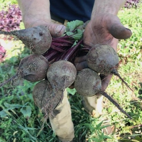 Beets: How we sow, grow, and harvest these delicious roots