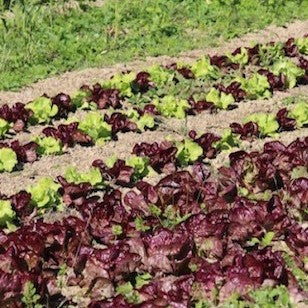 Gourmet Lettuce Varieties to Make Your Salad Sing