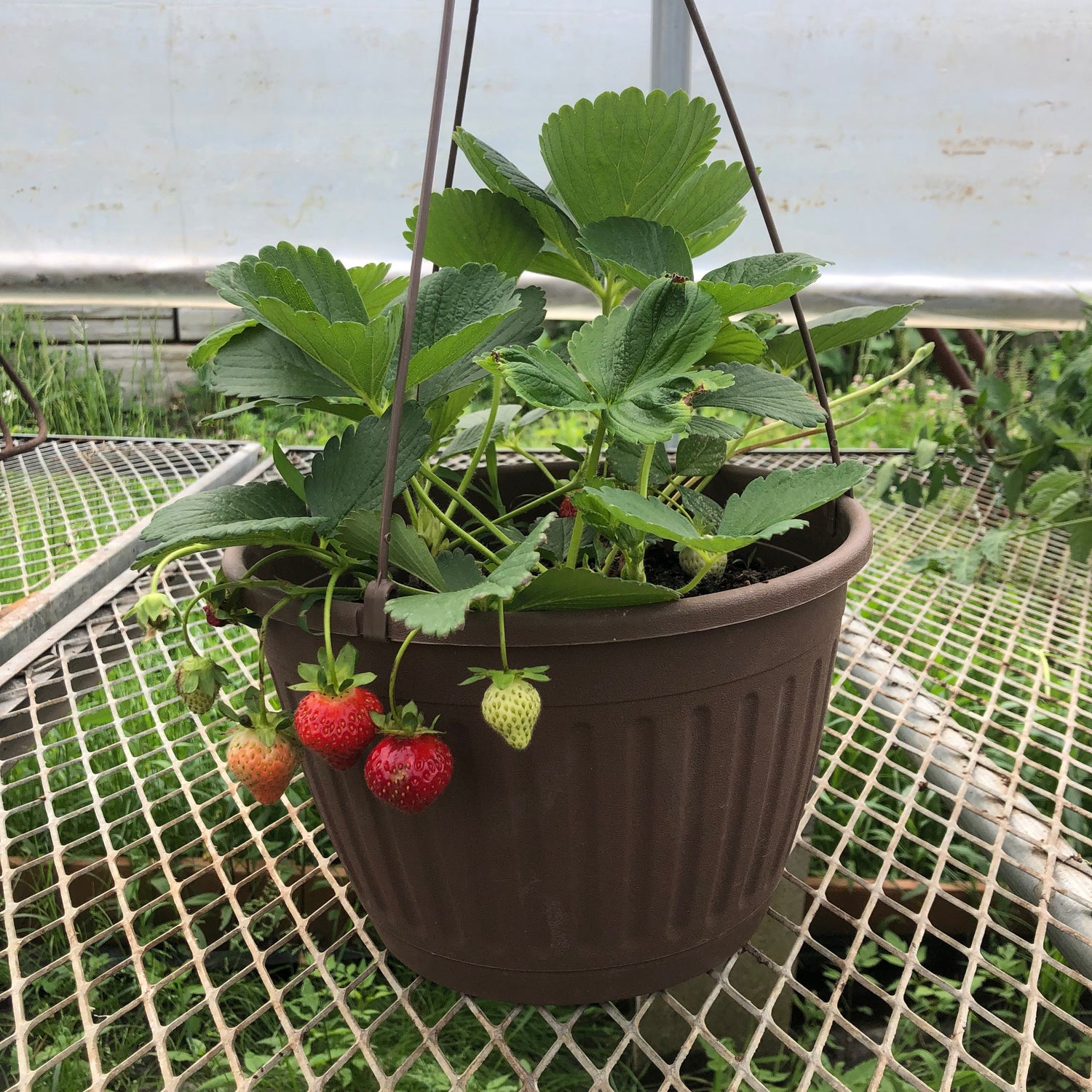Everbearing Strawberry Hanging Baskets