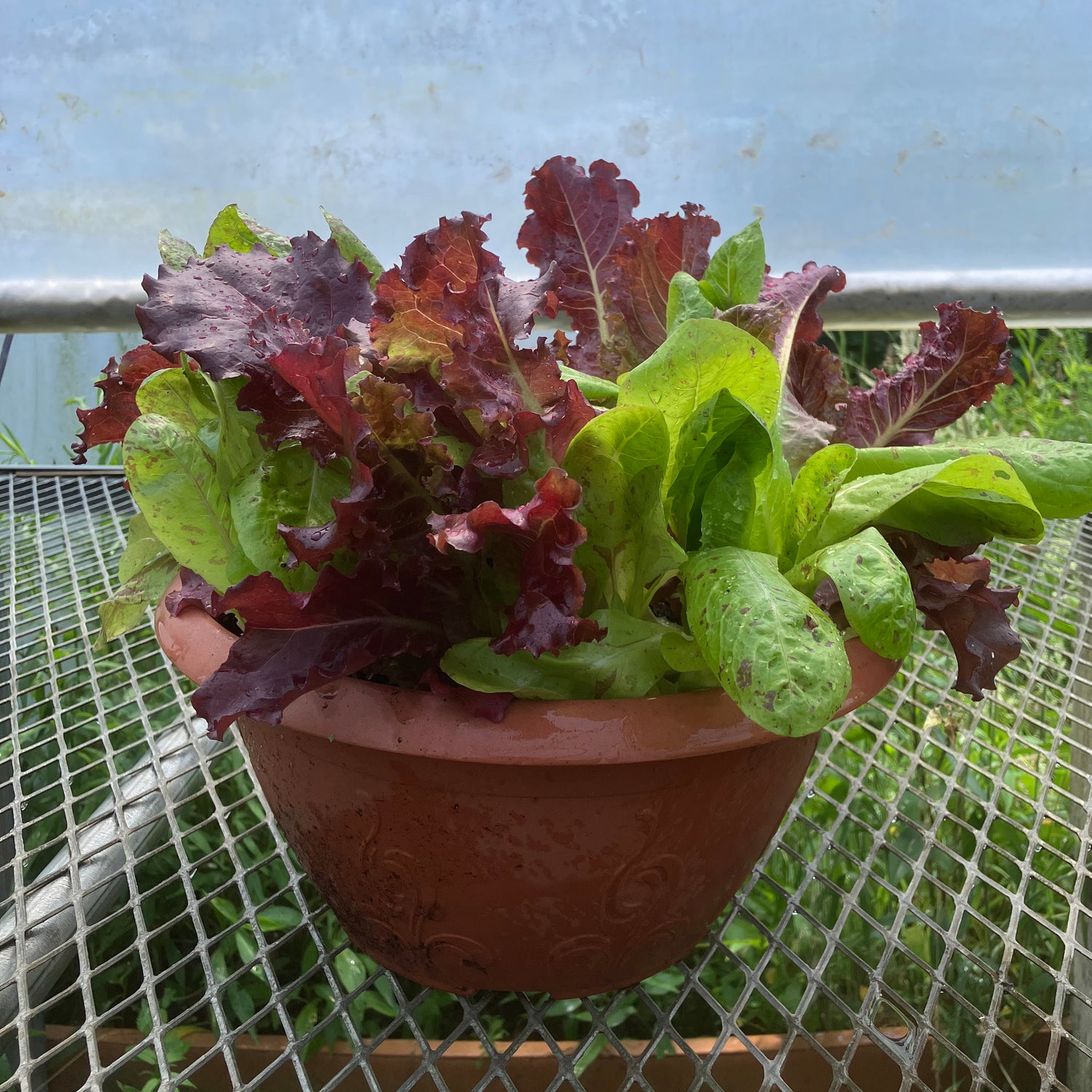 Vegetable Plants