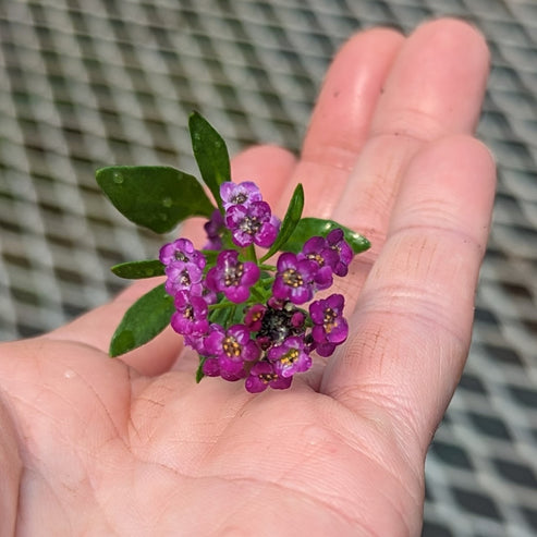 Fresh Edible Flowers - Sweet Alyssum, Deep Purple – Cherry Valley Organics