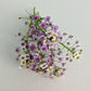 Fresh Edible Flowers - Sweet Alyssum, Royal Carpet