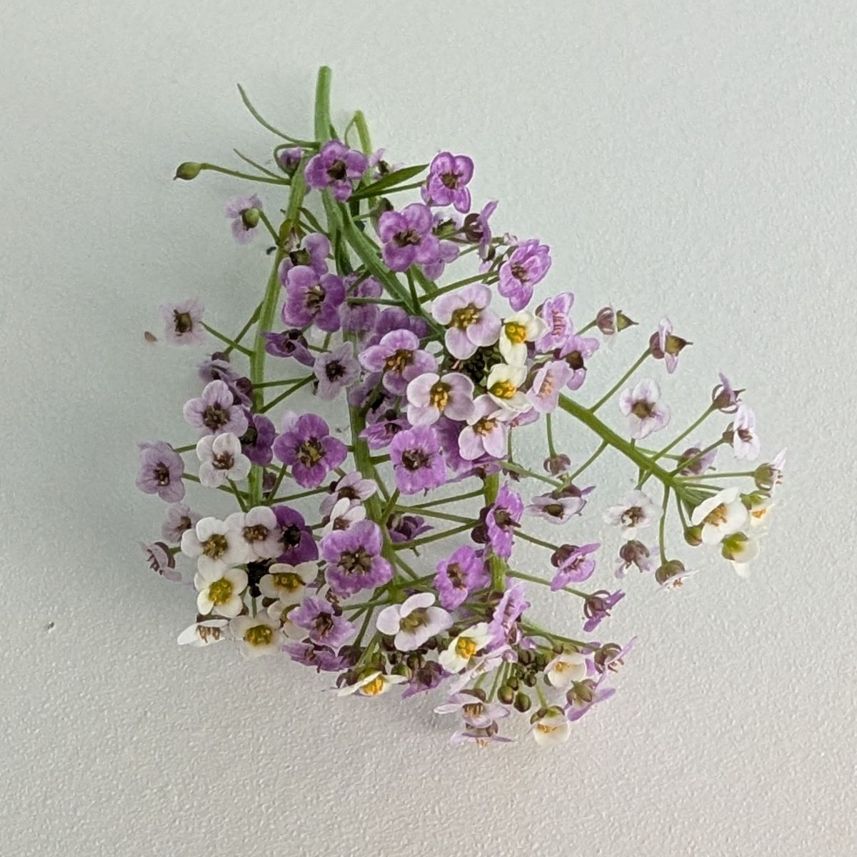 Fresh Edible Flowers - Sweet Alyssum, Royal Carpet