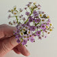Fresh Edible Flowers - Sweet Alyssum, Royal Carpet