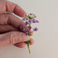 Fresh Edible Flowers - Sweet Alyssum, Royal Carpet