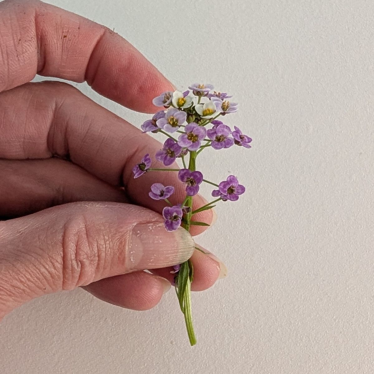 Fresh Edible Flowers - Sweet Alyssum, Royal Carpet