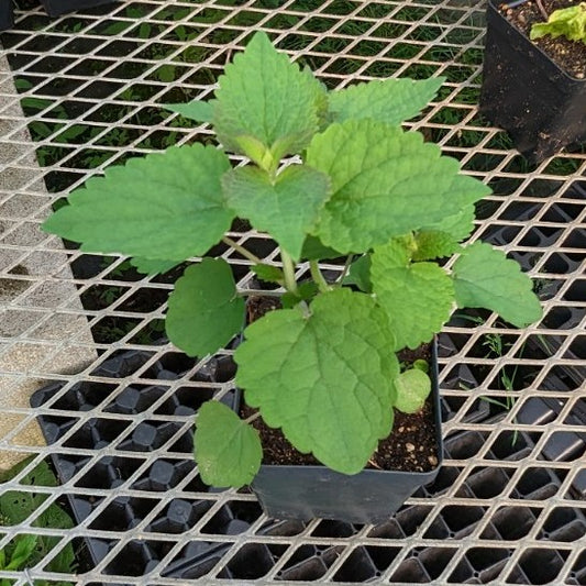 CVO Potted Plants - Anise Hyssop
