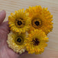 Fresh Edible Flowers - Calendula, Apricot