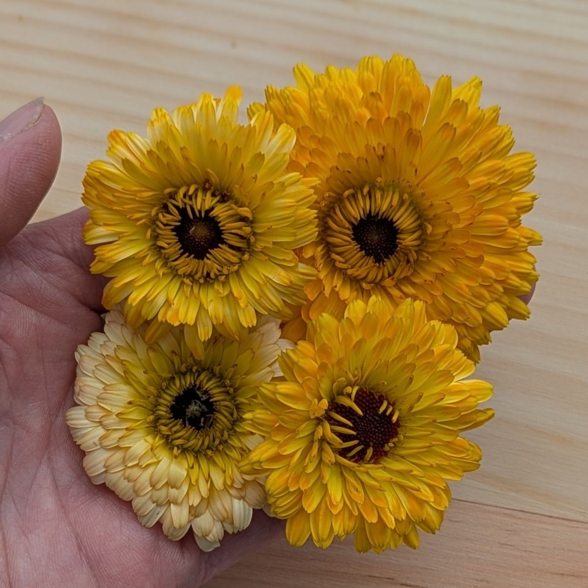 Fresh Edible Flowers - Calendula, Apricot