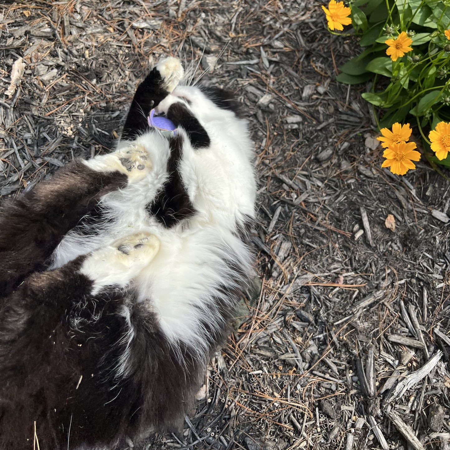 Purple Flower Wool Felt Cat Toy with Organic Catnip