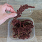 Burgundy Amaranth for Cake Decorating