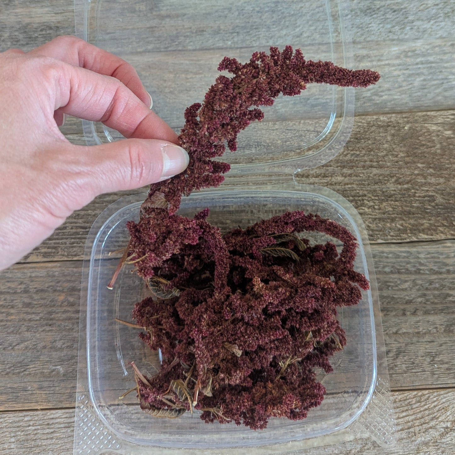 Burgundy Amaranth for Cake Decorating