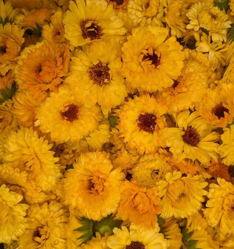 Edible Fresh Flowers Cherry Valley Organics