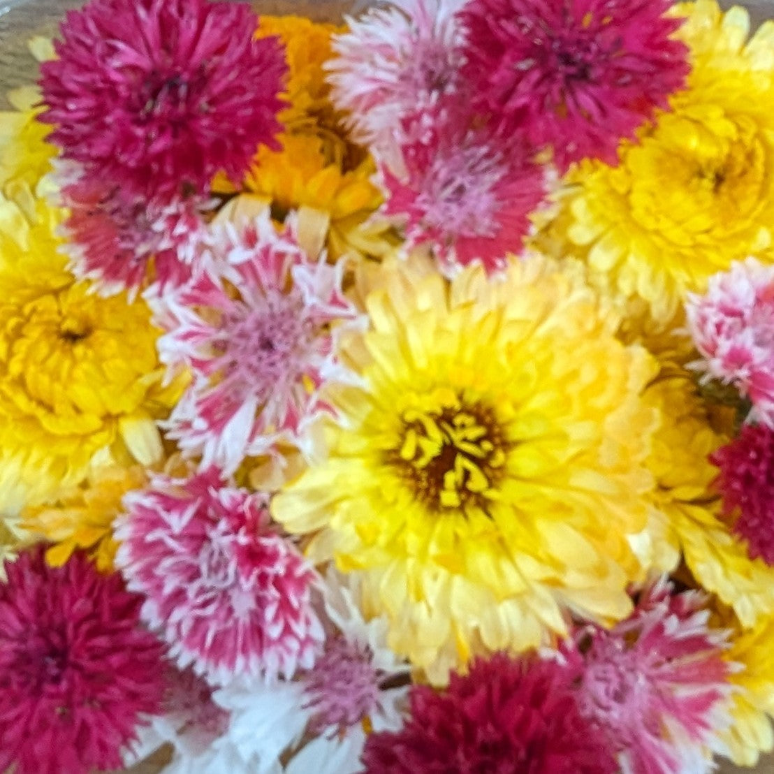 Fresh Edible Flowers - Pink Apricot
