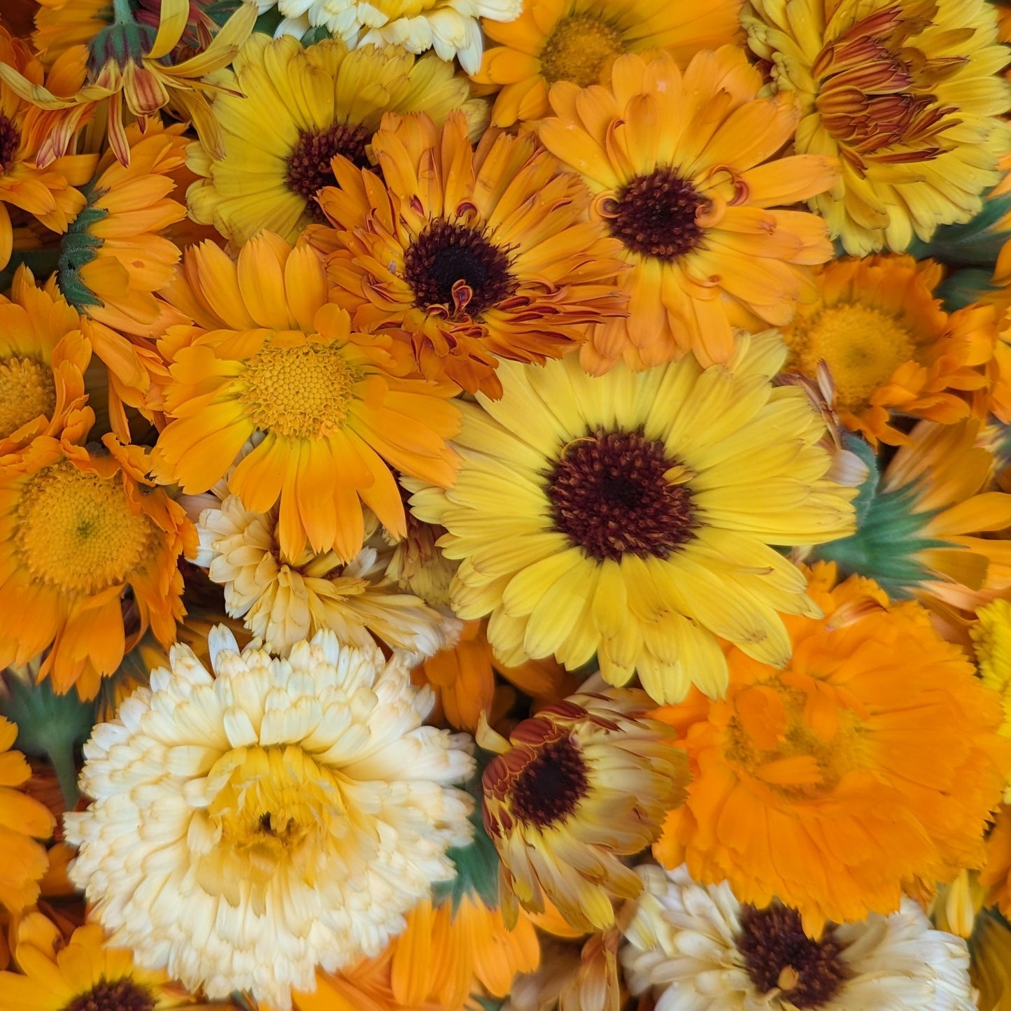 Fresh Edible Flowers - Calendula, Mixed