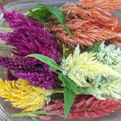 Fresh Edible Flowers - Celosia, Kimono Mix