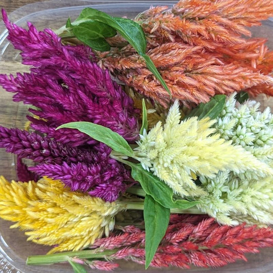 Dried Edible Flowers - Calendula Flowers, Gold – Cherry Valley Organics