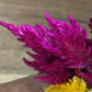 Fresh Edible Flowers - Celosia, Kimono Mix