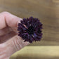 Fresh Edible Flowers - Bachelor Buttons, Black Button
