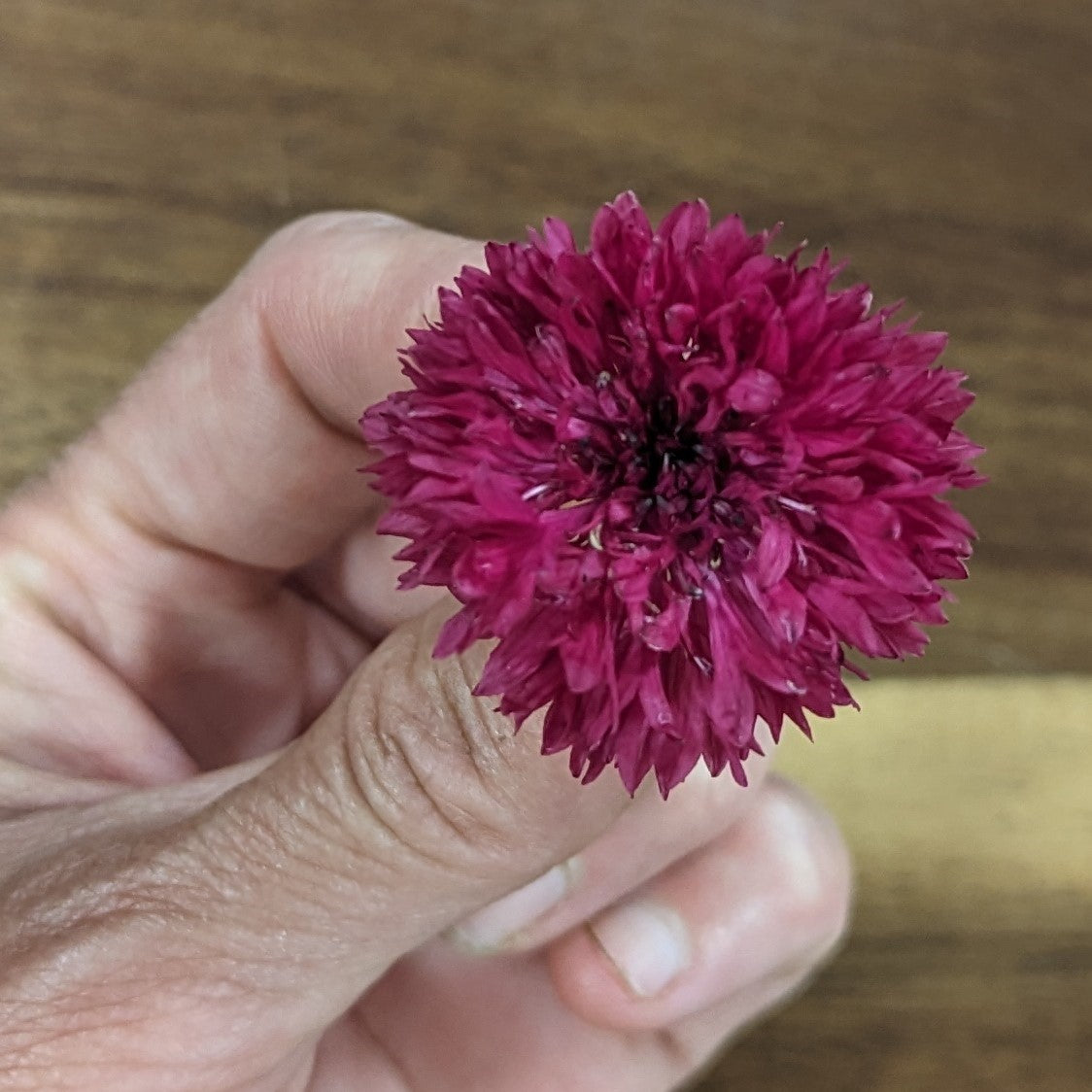 Fresh Edible Flowers - Bachelor Buttons, Red Boy