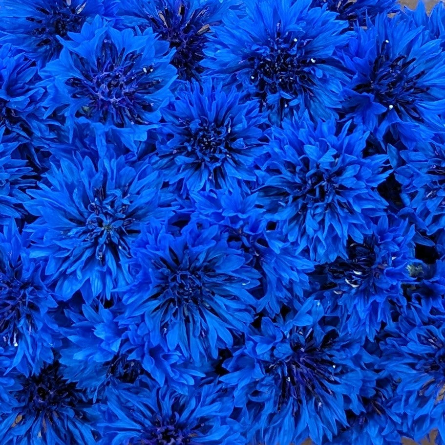 Fresh Edible Flowers - Bachelor Buttons, Blue Boy